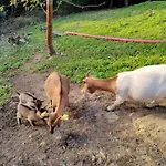 Farm Solinc Laško