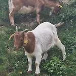 Farm Solinc *