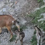 Çiftlik konaklama Farm Solinc Laško