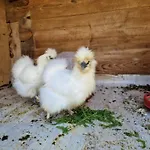 Çiftlik konaklama Farm Solinc *