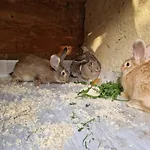 Farm Solinc Laško