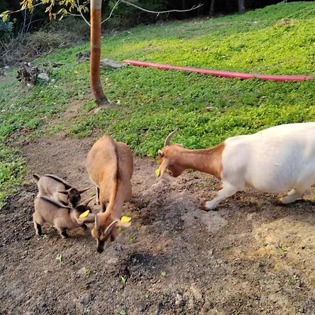 Farm Solinc Laško