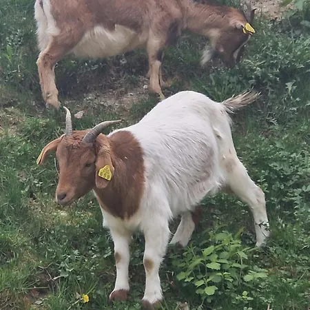 Farm Solinc *
