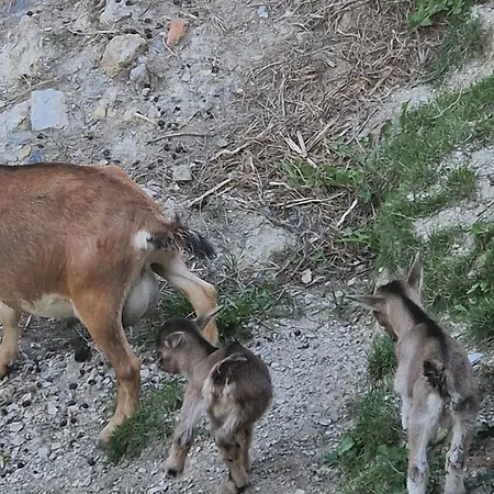 Gospodarstwo agroturystyczne Farm Solinc Laško