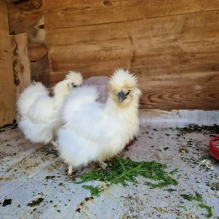 Gospodarstwo agroturystyczne Farm Solinc *