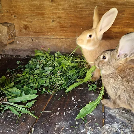 Gospodarstwo agroturystyczne Farm Solinc