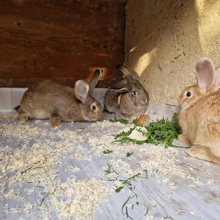 Farm Solinc Laško