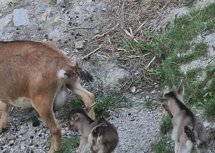 Farma Farm Solinc Laško